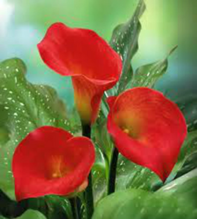  p>红花马蹄莲(学名: i>zantedeschia /i>  i>rehmannii /i> engl)