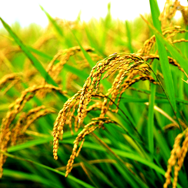  p>万昌大米,吉林省 a target="_blank" href="/item/吉林市/182763"