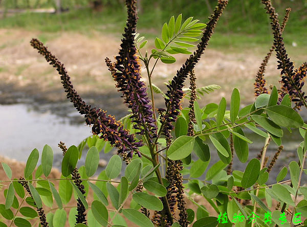  p>紫穗槐(学名: i>amorpha fruticosa /i> linn.