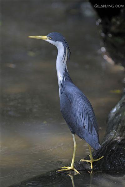  p>白颈鹭(学名: i>ardea pacifica /i>)是鹳形目 a href="#">鹭科 /a