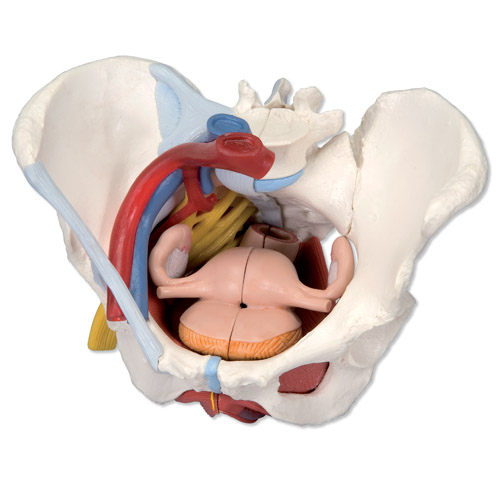  p data-id="gnco0xjx2f">骨盆(pelvis)是躯干和下肢之间的 a target=