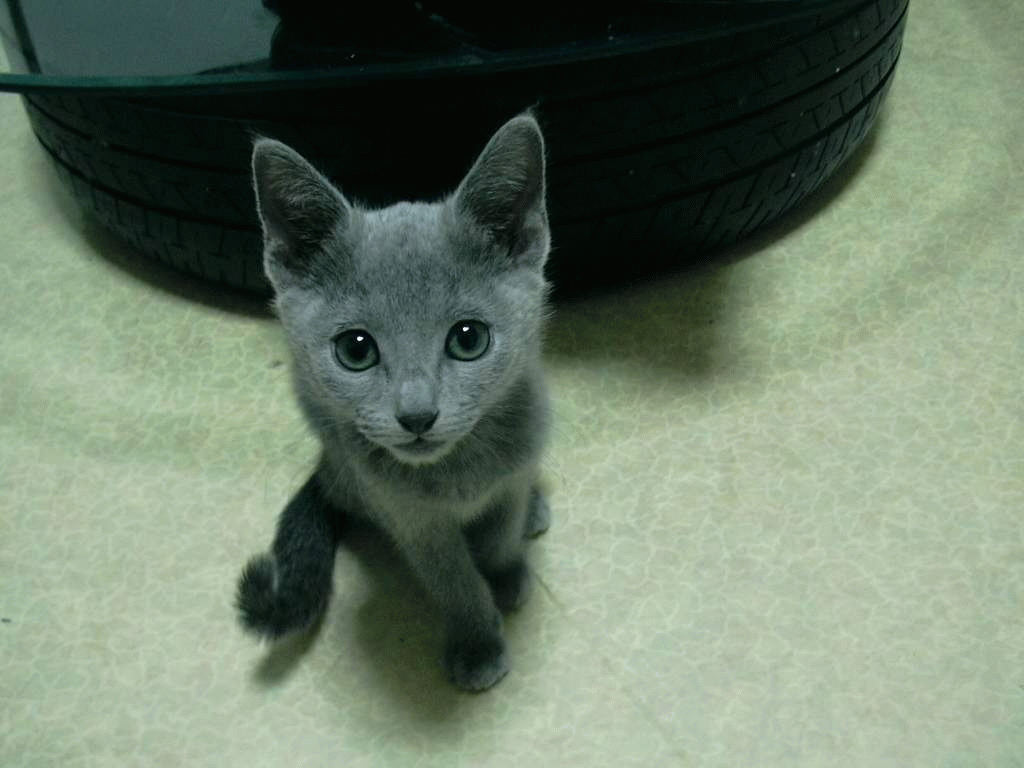 russian blue cat