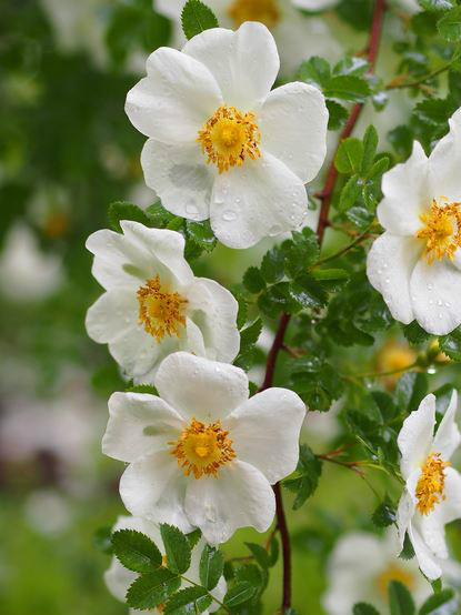 是蔷薇科蔷薇属的一种矮小 a href="#" data-lemmaid="1520017">