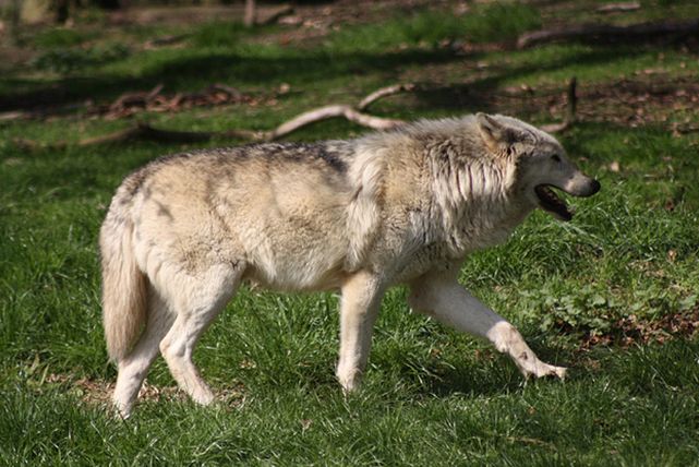 lupus /i>)又名 a href="#" data-lemmaid="6683909">欧亚灰狼 /a>