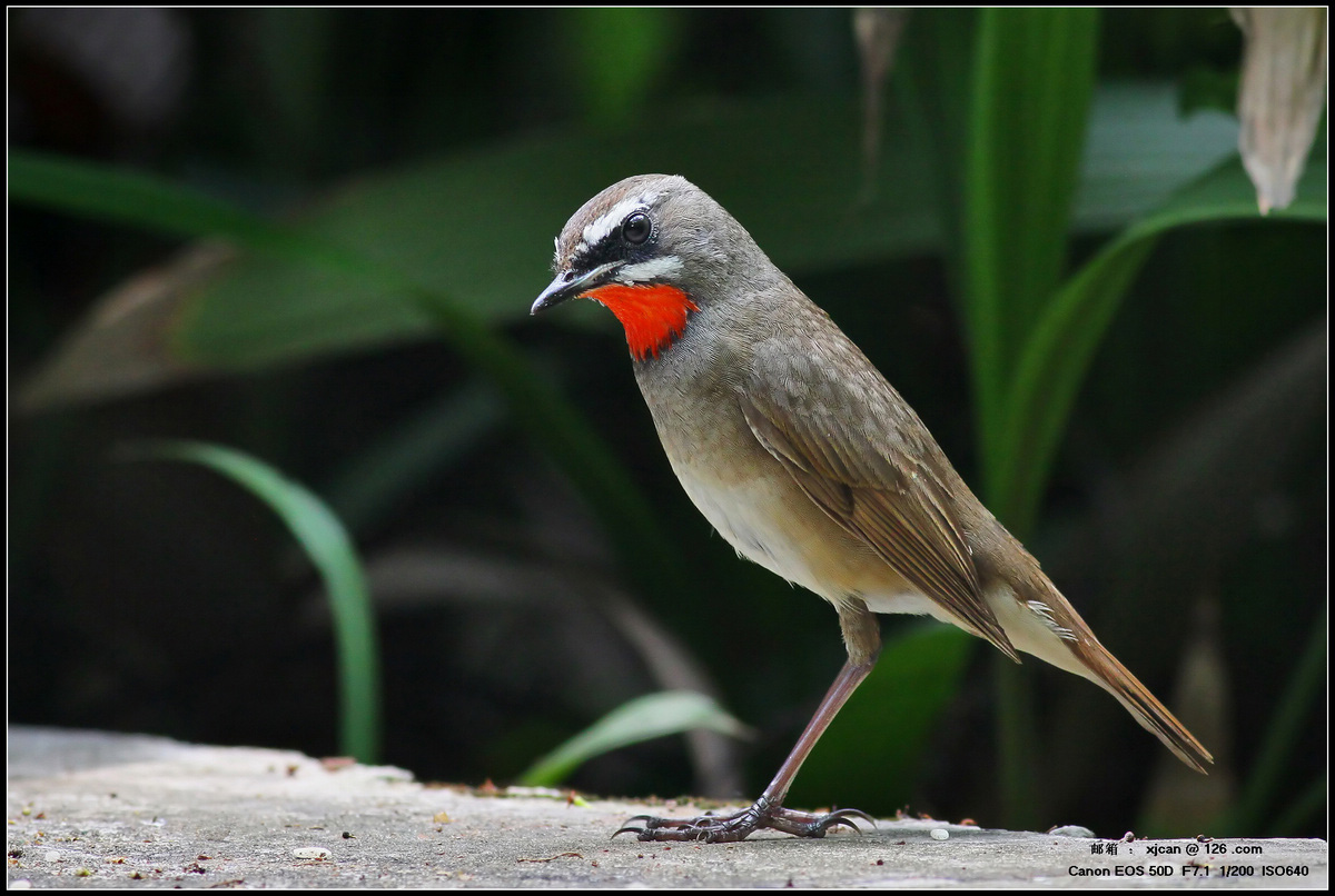  p>亦称 a target="_blank" href="/item/夜莺/4671" data-lemmaid="