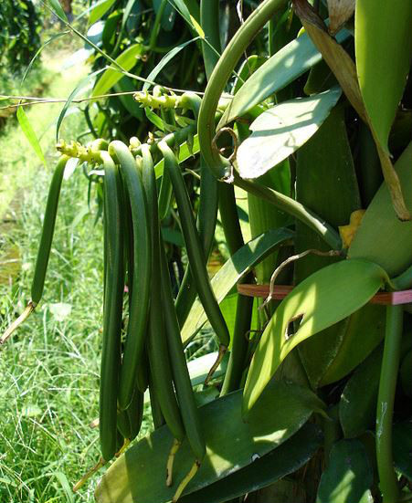 vanilla fragrans (salisb.) ames