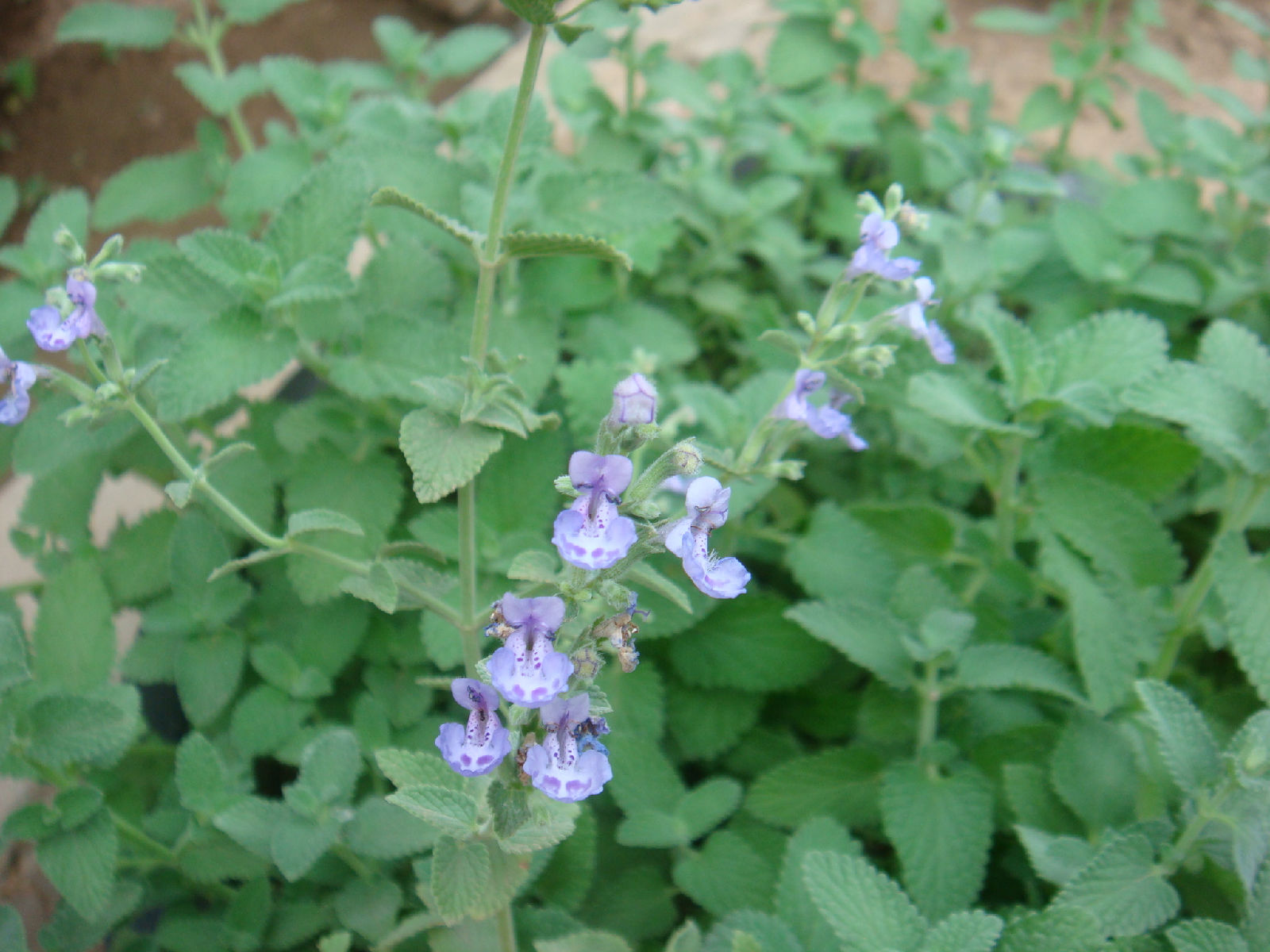 是唇形科荆芥属植物,多年生植物.根茎木质化.