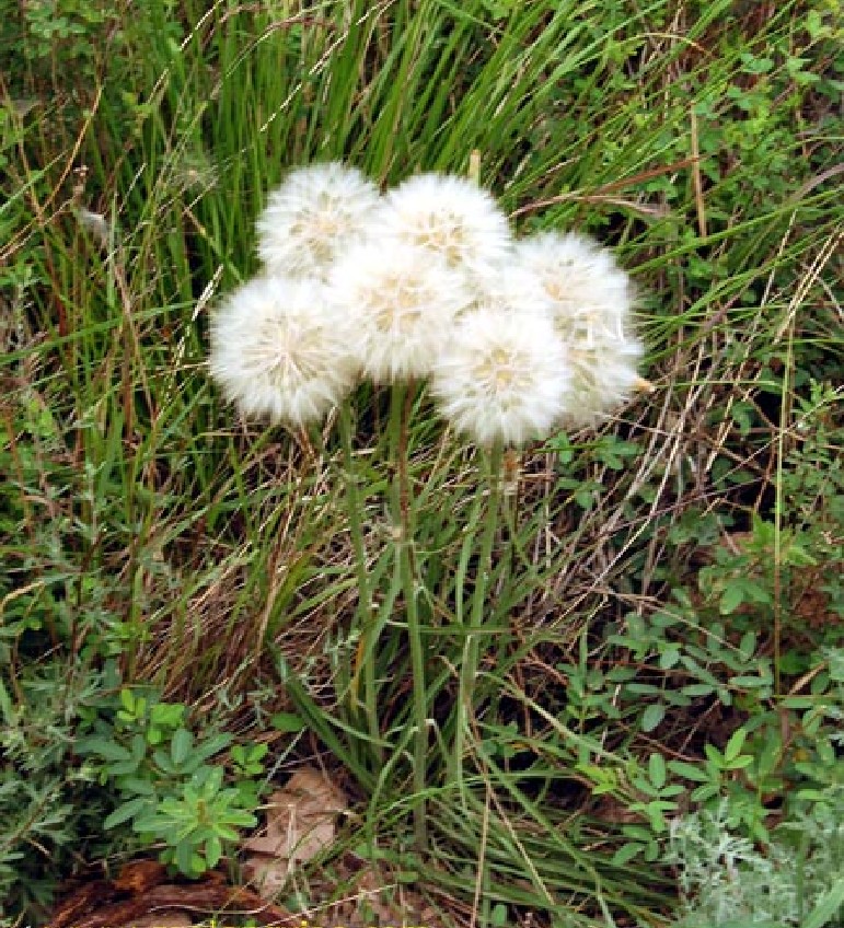  p>细叶鸦葱(学名: i>scorzonera pusilla /i> pall.