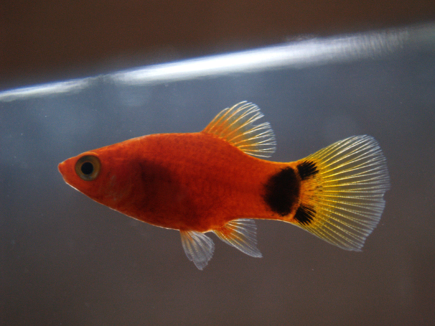  p> a target="_blank" href="/item/卵生/567809" data-lemmaid="