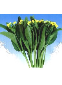 油青菜心