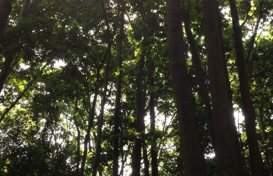 槎山国家森林公园