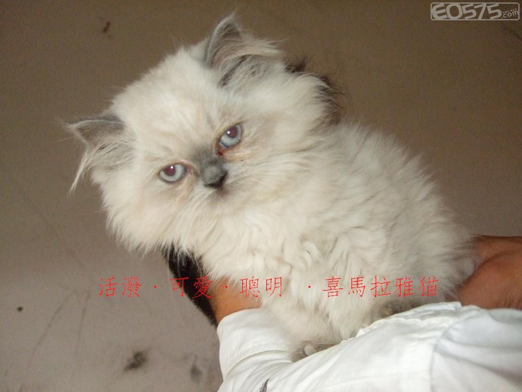 海豹色玳瑁虎斑重点色猫