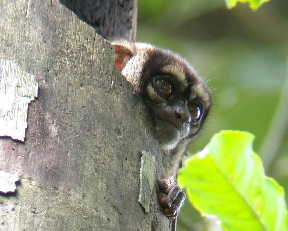  p>夜猴(学名: i>aotus trivirgatus /i>):体长240-370毫米,尾长316