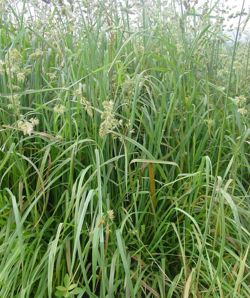  p>鸭茅(学名: i>dactylis glomerata /i> l.