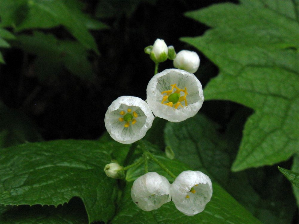 skeleton flower