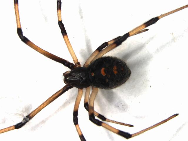  p>红斑蛛,也称黑寡妇蛛,属于球腹蛛科,及狼蛛科中的 a href="#" data