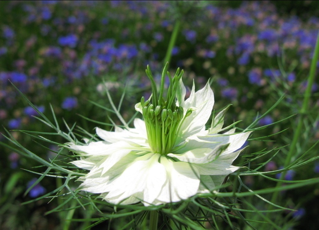nigella damascena