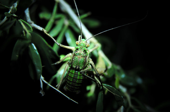  p>腾格里懒螽(学名:zichya tenggerensis)是硕螽科懒螽属一种中型