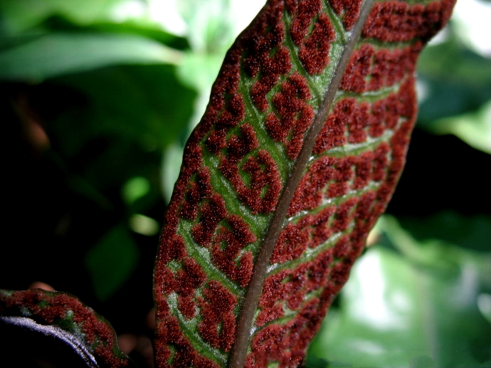  p>沙皮蕨(学名: i>hemigramma decurrens /i> (hook.) cop.