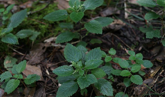  p>香科科属(teucrium),为 a href="#" data-lemmaid="2381957">唇形