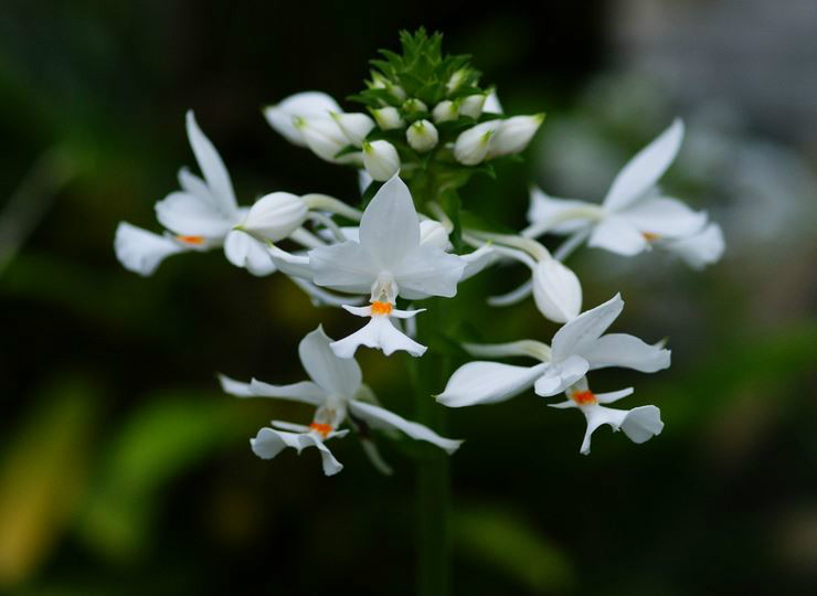  p>三褶虾脊兰(学名: i>calanthe triplicata /i>  (willem.