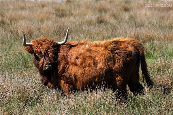  p data-id="gnwqzfhp5s">地牛,动物,在夏季比较闷热的天气里,一般是