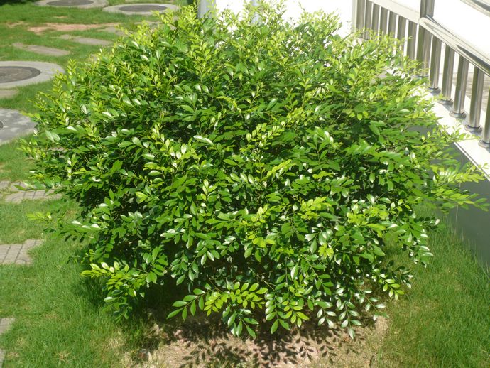  p>九里香属,学名murraya koenig ex l.