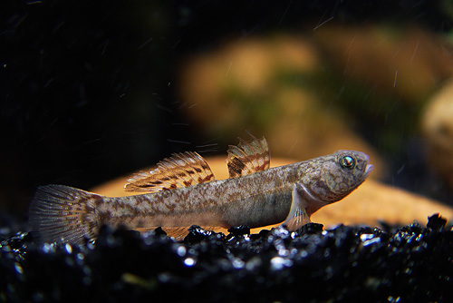  p>粘皮鲻鰕虎鱼, i>mugilogobius myxodermus  /i>(herre, 1935),为 