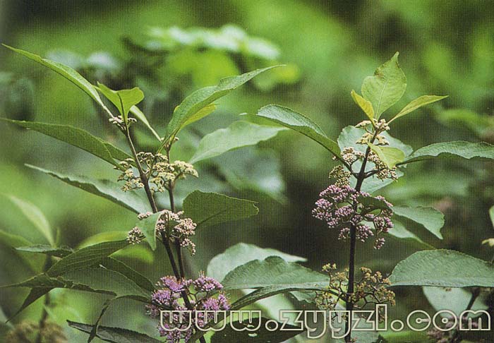 为马鞭草科植物大叶紫珠callicarpamacrophyllavahl的叶或带叶嫩枝.