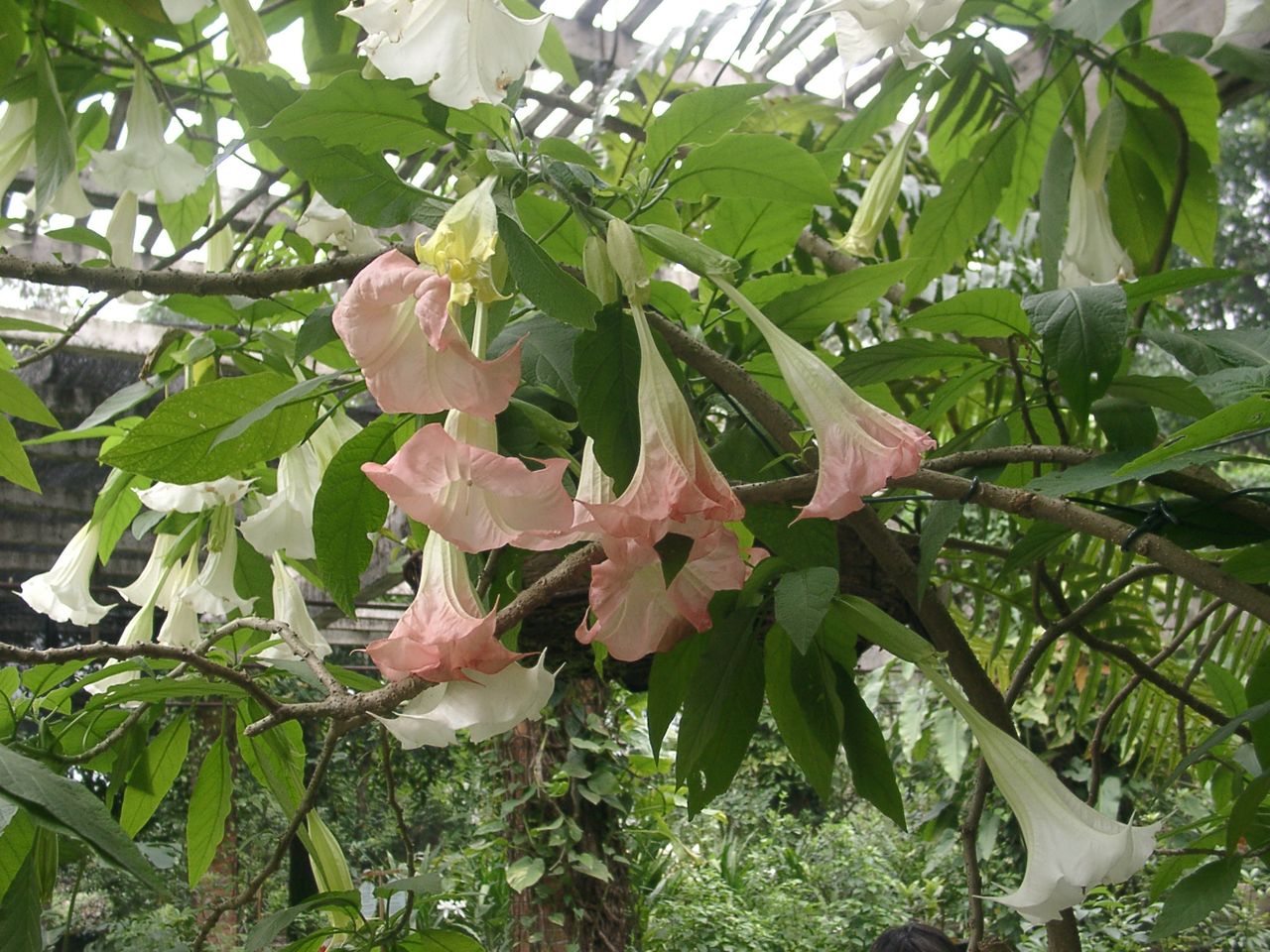  p>亮叶幌伞枫,(拉丁学名:heteropanax nitentifolius hoo),为五加科