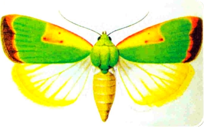 棉花翠纹金刚钻