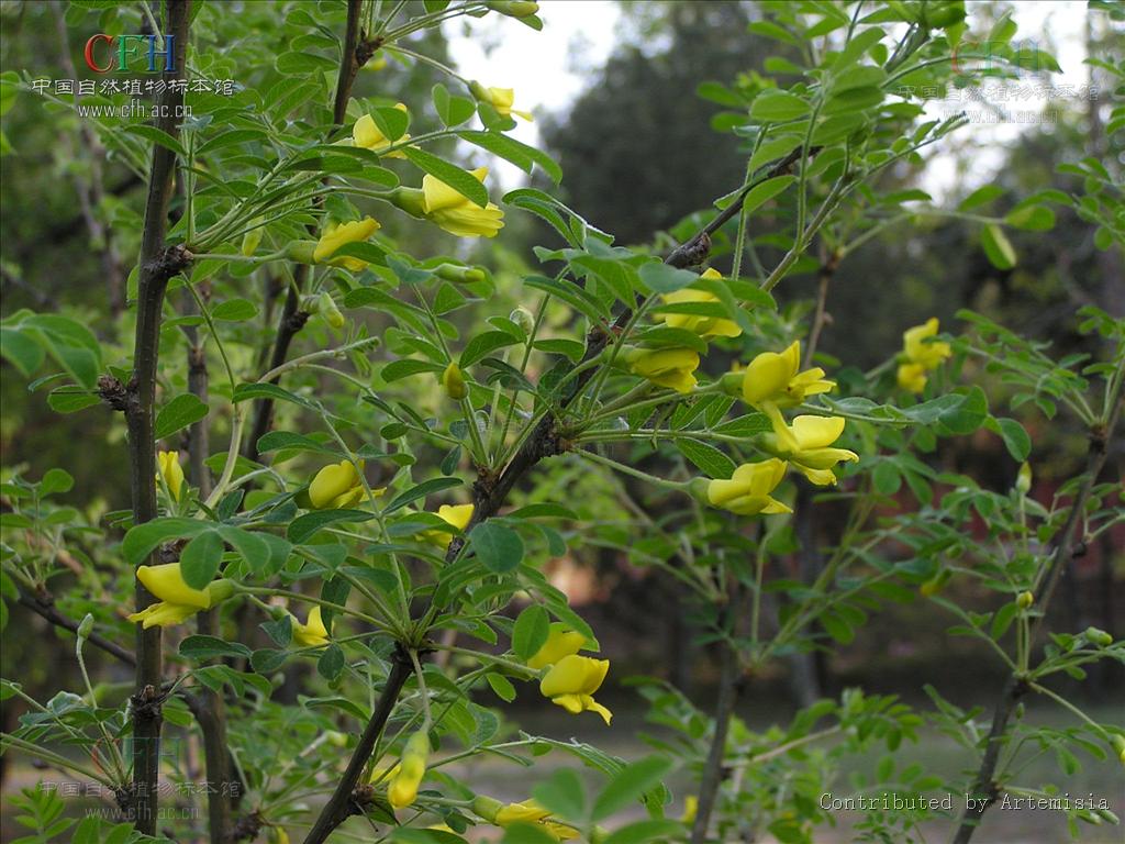  p>小叶锦鸡儿( i>caragana microphylla /i> lam) 是豆科锦鸡儿属
