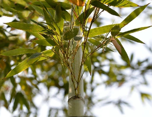  p>红壳雷竹(学名: i>phyllostachys incarnata /i> wen)是 a href="