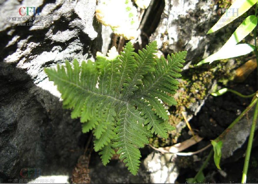  p>粉背蕨,中药名.