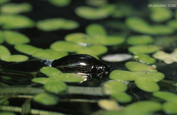 whirligig beetle