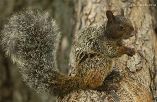 guayaquil squirrel