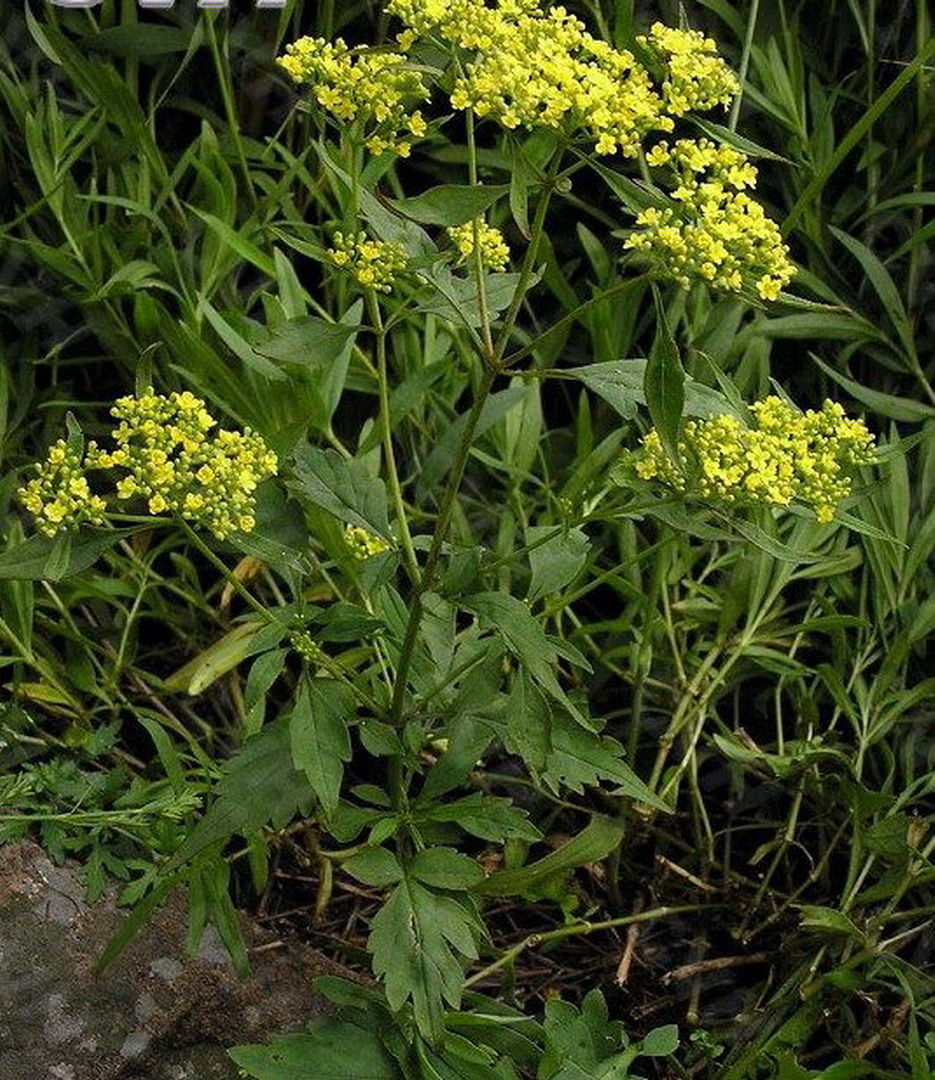  p>墓头回为败酱科植物糙叶败酱( i>patrinia rupestris  /i>(pall.