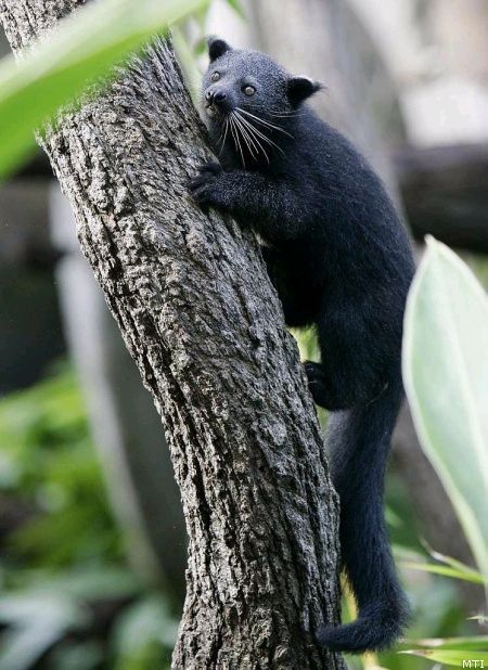  p>熊狸(学名: i>arctictis binturong /i>)别名熊灵猫,为灵猫科下的