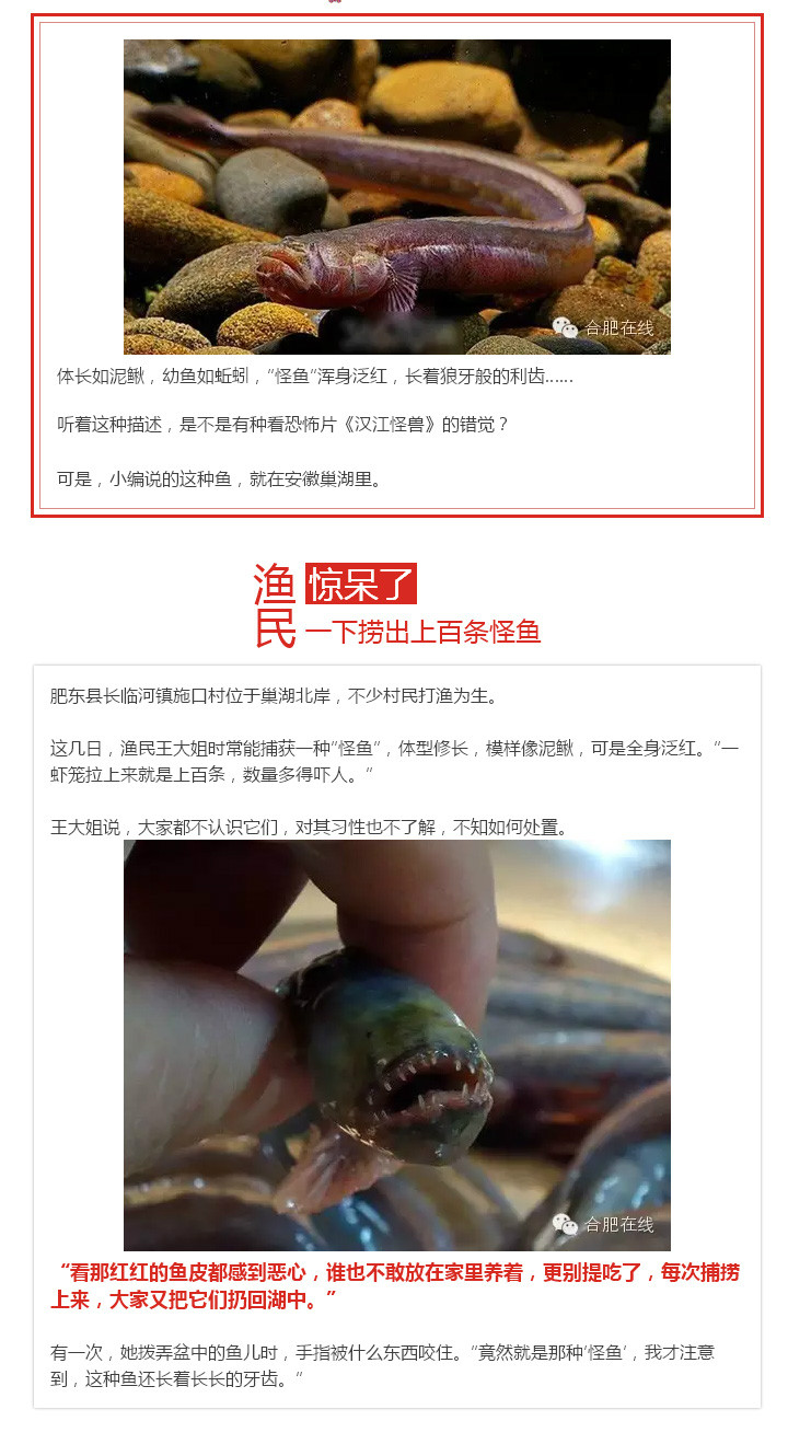 眼极小,埋于皮下,体裸露无鳞.背鳍,尾鳍与臀鳍