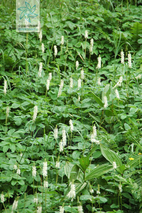  p> b>大白花地榆 /b>(学名: i>sanguisorba sitchensis /i>)是蔷薇科