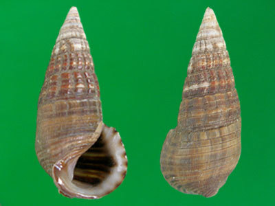 刻纹海蜷螺