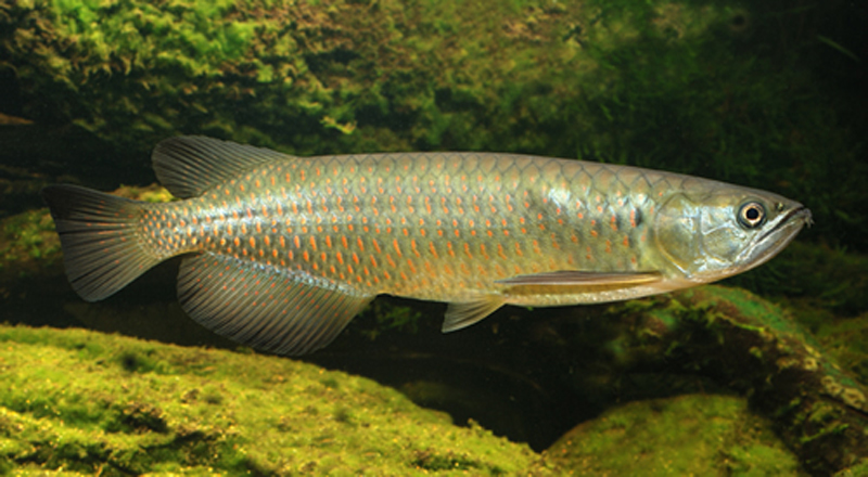 澳洲硬仆骨舌鱼