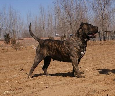 狗圈里的 狂暴战士 加纳利犬 百科ta说