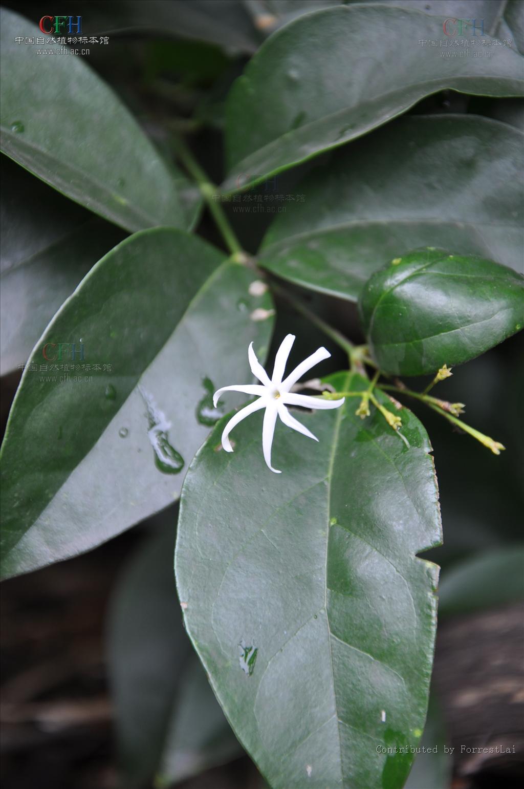  p> a href="#" data-lemmaid="2967583">滇素馨 /a>,又名:光素馨