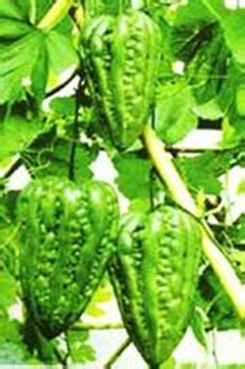 大顶苦瓜