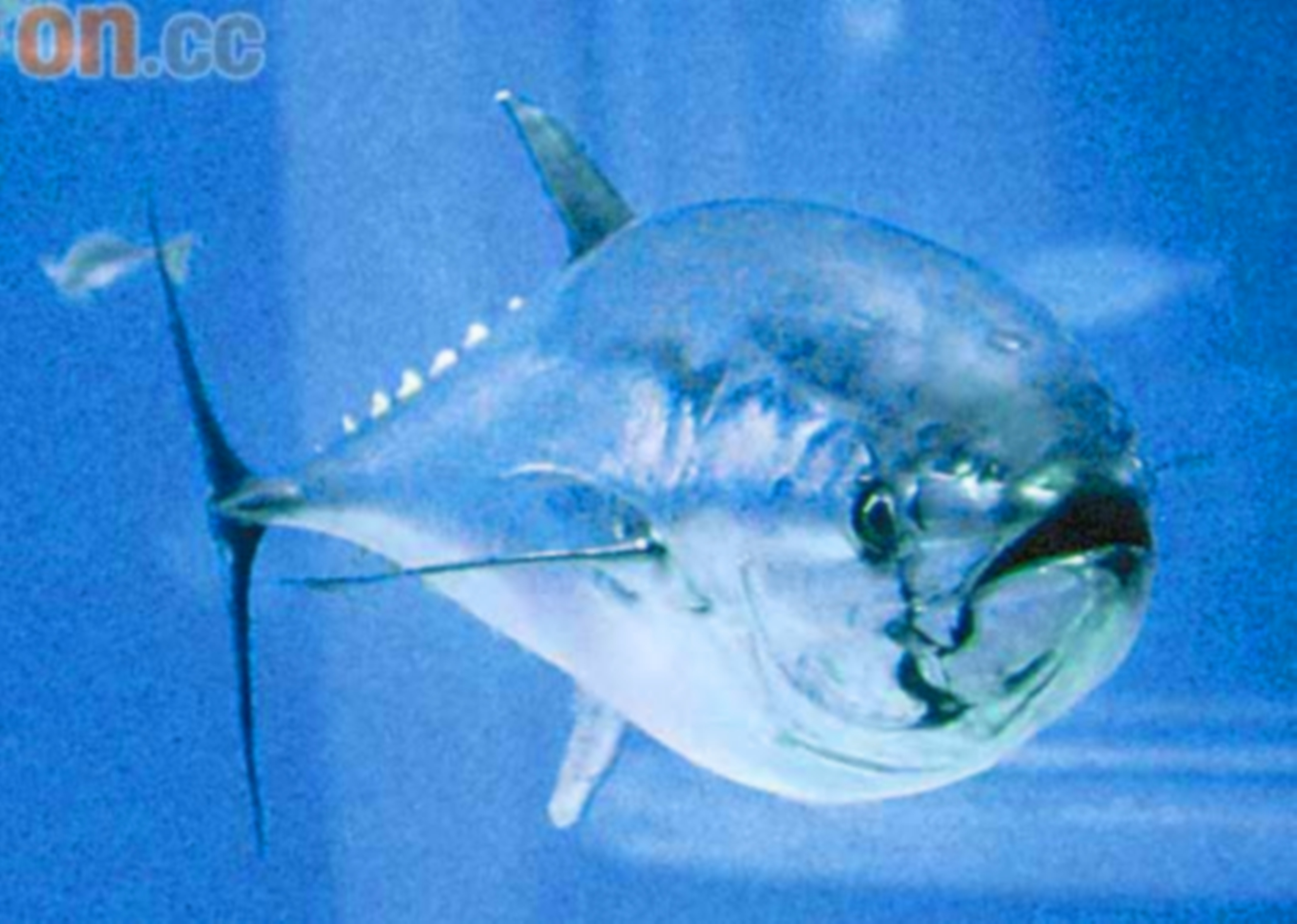  p>蓝鳍吞拿鱼(bluefin tuna)即 a href="#" data-lemmaid="2161792">