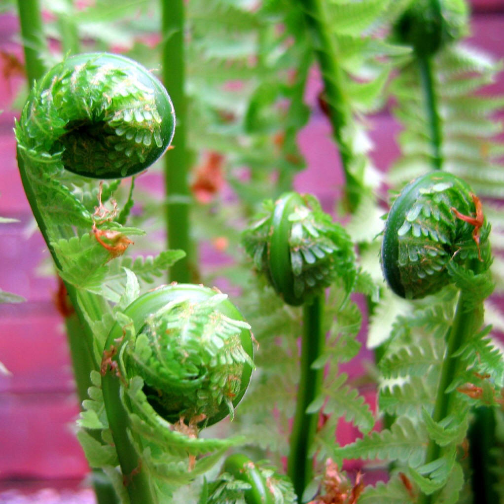 孢子植物