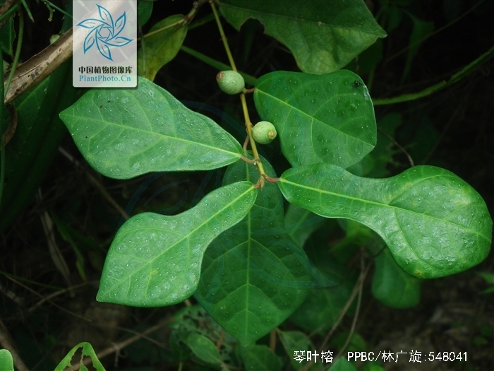  p>琴叶榕(学名: i>ficus pandurata  /i>hance)是桑科,榕属小灌木,高