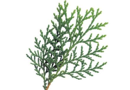 柏树叶（柏科植物）_百度百科