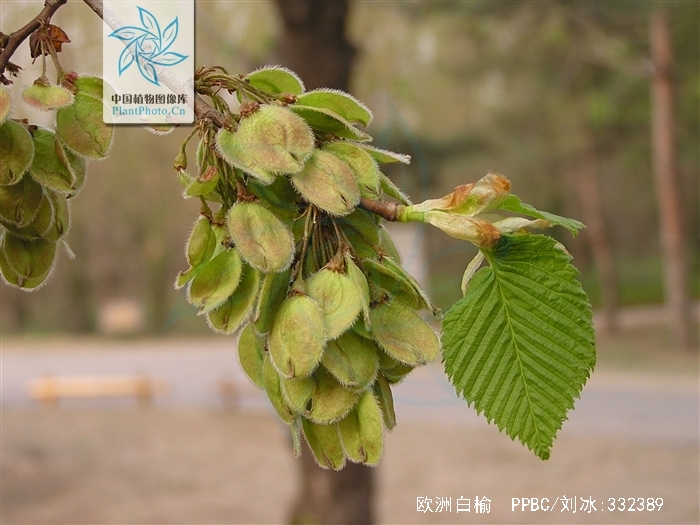 欧洲白榆